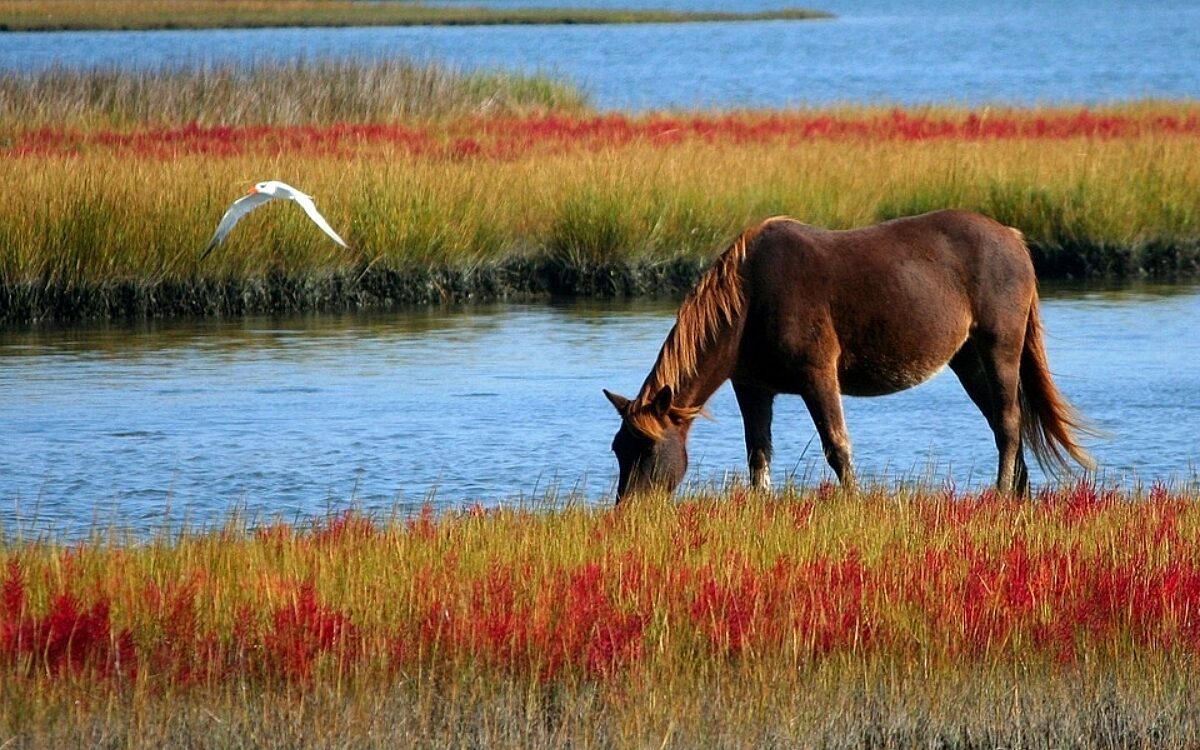 Horse 60153 960 720 Horse 60153 960 720